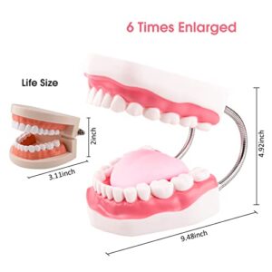 Ultrassist Mouth Model Metal Hinge for Speech Therapy, Ideal Brushing Teaching Dental Teeth Model for Kids and Children, 6 Times Enlarge, Includes Toothbrush