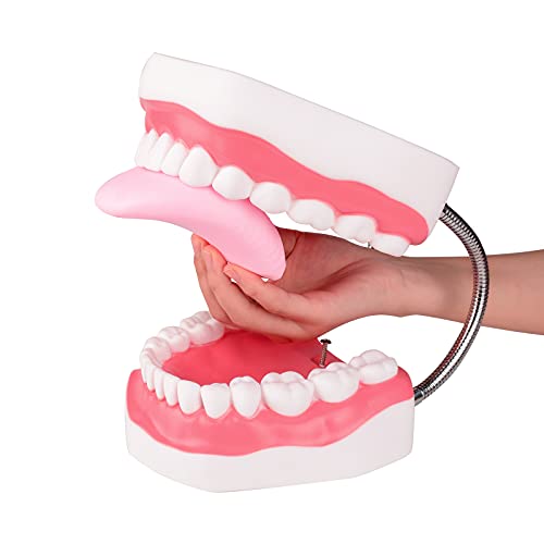 Ultrassist Mouth Model Metal Hinge for Speech Therapy, Ideal Brushing Teaching Dental Teeth Model for Kids and Children, 6 Times Enlarge, Includes Toothbrush