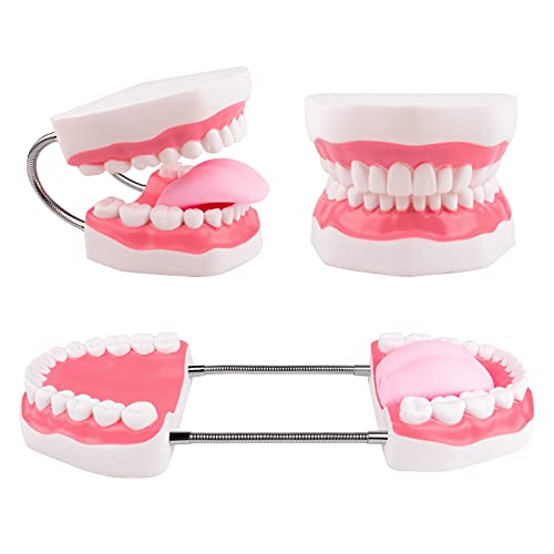 Ultrassist Mouth Model Metal Hinge for Speech Therapy, Ideal Brushing Teaching Dental Teeth Model for Kids and Children, 6 Times Enlarge, Includes Toothbrush