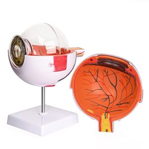 ultrassist human eye model 6x enlarged with removable stand, anatomical eyeball model for science classroom study display medical education