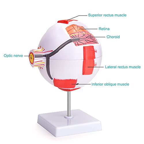 Ultrassist Human Eye Model 6X Enlarged with Removable Stand, Anatomical Eyeball Model for Science Classroom Study Display Medical Education
