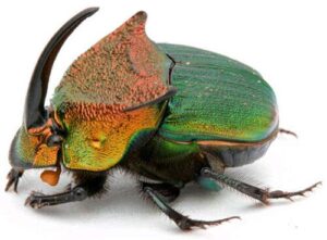 real xl green male horned rhinoceros dung beetle phanaeus vindex pinned