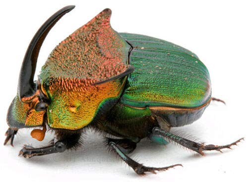 Real XL Green Male Horned Rhinoceros Dung Beetle Phanaeus Vindex Pinned