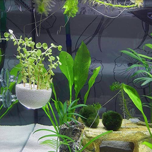 WEAVERBIRD Aquarium Plant Cup, Plant Pot Aquarium Decoration Aquatic Plant Cup with 2 Suction Cups for Fish Tank Plant, Glass