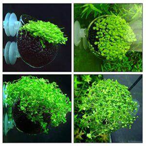 WEAVERBIRD Aquarium Plant Cup, Plant Pot Aquarium Decoration Aquatic Plant Cup with 2 Suction Cups for Fish Tank Plant, Glass