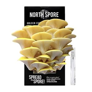 north spore organic golden oyster mushroom spray & grow kit (4 lbs) | usda certified organic, non-gmo, beginner friendly & easy to use | grow your mushrooms at home | handmade in maine, usa