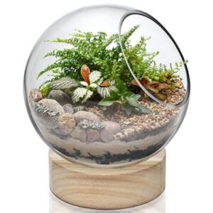 cys excel glass terrarium candle holder bubble bowl with wood base (h:8" w:6.5") | unique fish bowl aquarium with wooden stand | plant bubble dome | candy bowl storage container