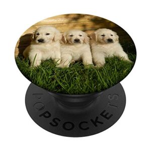 golden retriever dog gold three puppies popsockets popgrip: swappable grip for phones & tablets