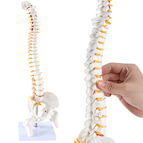 RONTEN Mini Spine Model, 15.5" Mini Vertebral Column Model Details Vertebrae, Spinal Nerves, Lumbar & Pelvis with Stand