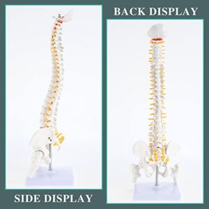 RONTEN Mini Spine Model, 15.5" Mini Vertebral Column Model Details Vertebrae, Spinal Nerves, Lumbar & Pelvis with Stand