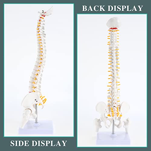 RONTEN Mini Spine Model, 15.5" Mini Vertebral Column Model Details Vertebrae, Spinal Nerves, Lumbar & Pelvis with Stand