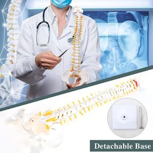 RONTEN Mini Spine Model, 15.5" Mini Vertebral Column Model Details Vertebrae, Spinal Nerves, Lumbar & Pelvis with Stand