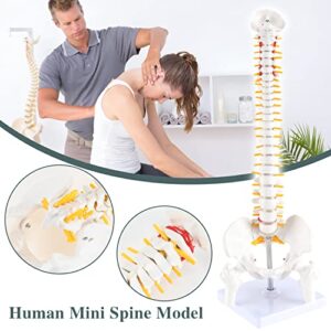 RONTEN Mini Spine Model, 15.5" Mini Vertebral Column Model Details Vertebrae, Spinal Nerves, Lumbar & Pelvis with Stand