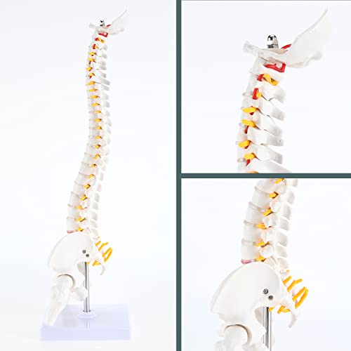 RONTEN Mini Spine Model, 15.5" Mini Vertebral Column Model Details Vertebrae, Spinal Nerves, Lumbar & Pelvis with Stand