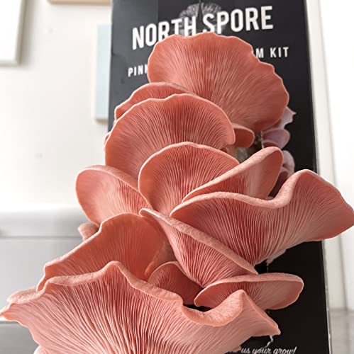 North Spore Organic Pink Oyster Mushroom Spray & Grow Kit (4 lbs) | USDA Certified Organic, Non-GMO, Beginner Friendly & Easy to Use | Grow Your Mushrooms at Home | Handmade in Maine, USA