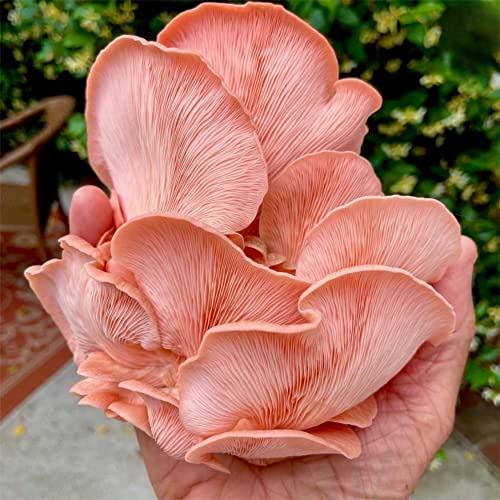 North Spore Organic Pink Oyster Mushroom Spray & Grow Kit (4 lbs) | USDA Certified Organic, Non-GMO, Beginner Friendly & Easy to Use | Grow Your Mushrooms at Home | Handmade in Maine, USA