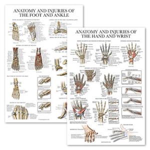 palace learning 2 pack - anatomy and injuries of the hand & wrist + anatomy and injuries of the foot & ankle - set of 2 anatomical charts - laminated 18" x 24"