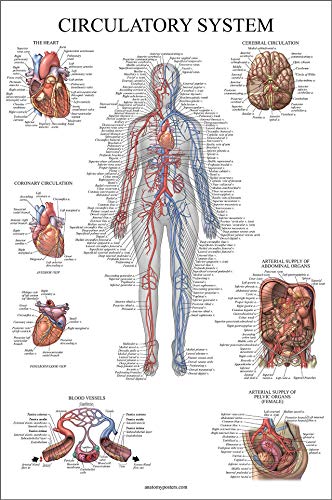 Palace Learning 2 Pack - Circulatory System & Heart Anatomy Posters - Set of 2 Anatomical Charts - Laminated 18" x 24"