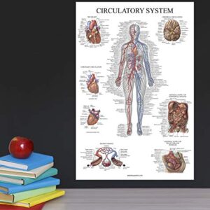 Palace Learning 2 Pack - Circulatory System & Heart Anatomy Posters - Set of 2 Anatomical Charts - Laminated 18" x 24"