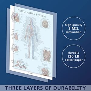 Palace Learning 2 Pack - Circulatory System & Heart Anatomy Posters - Set of 2 Anatomical Charts - Laminated 18" x 24"