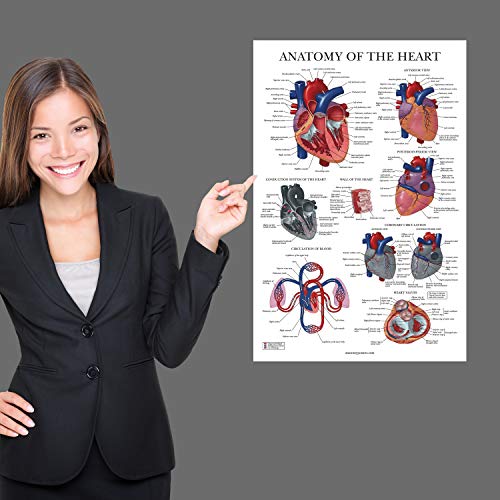 Palace Learning 2 Pack - Circulatory System & Heart Anatomy Posters - Set of 2 Anatomical Charts - Laminated 18" x 24"