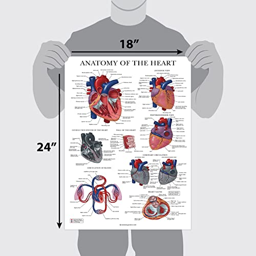 Palace Learning 2 Pack - Circulatory System & Heart Anatomy Posters - Set of 2 Anatomical Charts - Laminated 18" x 24"