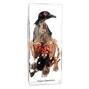 pigeon dissection in acrylic display science classroom specimen for science education animal specimen
