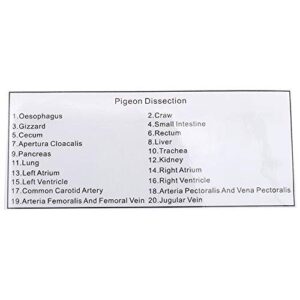 Pigeon Dissection in Acrylic Display Science Classroom Specimen for Science Education Animal Specimen