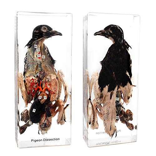 Pigeon Dissection in Acrylic Display Science Classroom Specimen for Science Education Animal Specimen