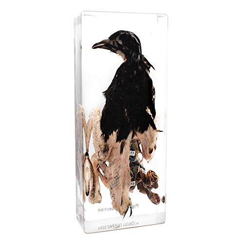 Pigeon Dissection in Acrylic Display Science Classroom Specimen for Science Education Animal Specimen