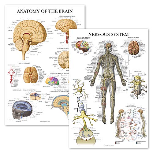 Palace Learning 2 Pack - Nervous System & Brain Anatomy Posters - Set of 2 Anatomical Charts - Laminated 18" x 24"