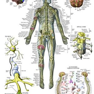 Palace Learning 2 Pack - Nervous System & Brain Anatomy Posters - Set of 2 Anatomical Charts - Laminated 18" x 24"