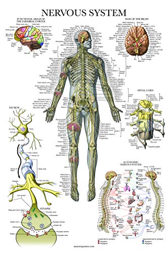 Palace Learning 2 Pack - Nervous System & Brain Anatomy Posters - Set of 2 Anatomical Charts - Laminated 18" x 24"