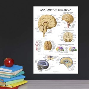 Palace Learning 2 Pack - Nervous System & Brain Anatomy Posters - Set of 2 Anatomical Charts - Laminated 18" x 24"