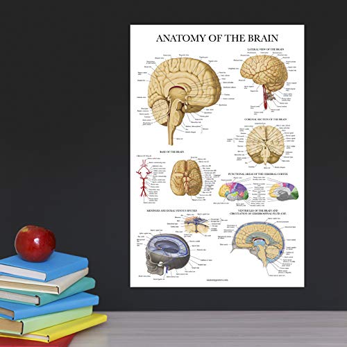 Palace Learning 2 Pack - Nervous System & Brain Anatomy Posters - Set of 2 Anatomical Charts - Laminated 18" x 24"