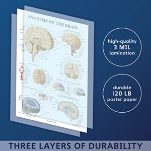 Palace Learning 2 Pack - Nervous System & Brain Anatomy Posters - Set of 2 Anatomical Charts - Laminated 18" x 24"