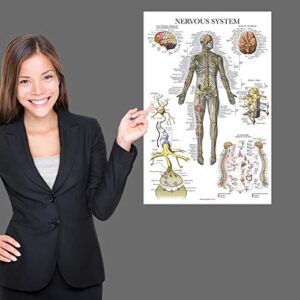 Palace Learning 2 Pack - Nervous System & Brain Anatomy Posters - Set of 2 Anatomical Charts - Laminated 18" x 24"