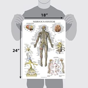 Palace Learning 2 Pack - Nervous System & Brain Anatomy Posters - Set of 2 Anatomical Charts - Laminated 18" x 24"