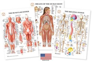 human body anatomy laminated 3 poster set includes skeletal system muscular system and organs of the human body medical charts nursing medical student gifts 13"x19" professional
