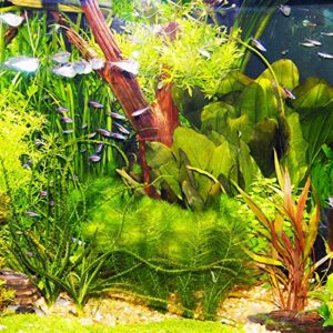 Mainam 1 Hornwort Bunch + 3 Anacharis Freshcut for Pond Live Aquarium Plant Tropical Oxygenating