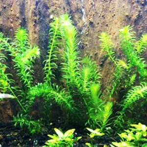 Mainam 1 Hornwort Bunch + 3 Anacharis Freshcut for Pond Live Aquarium Plant Tropical Oxygenating