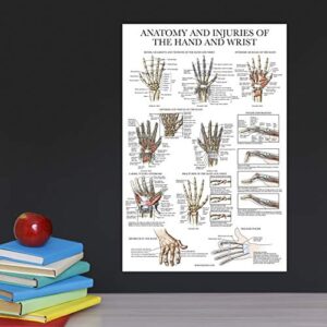 Laminated Anatomy and Injuries of the Hand and Wrist Poster - Hand and Wrist Joint Anatomical Chart - 18" x 24"