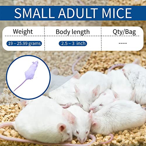 MiceDirect Frozen Small Adult Feeder Mice Food for Juvenile Ball Pythons, Adult Corn Snakes (50 Count)