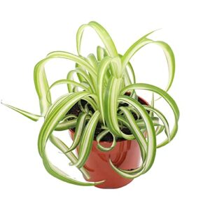 california tropicals bonnie curly spider plant - real live tropical houseplant, perfect for indoor/outdoor home and office decoration, easy care, perfect for pots, baskets or patio - 4 inch