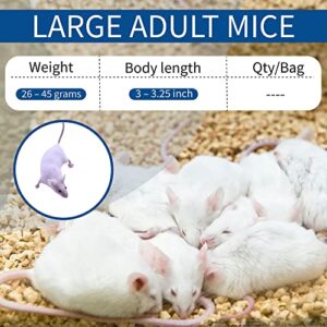 MiceDirect Frozen Large Adult Feeder Mice Food for Adult Ball Pythons Juvenile Red Tale Boa Monitors Lizards (50 Count)