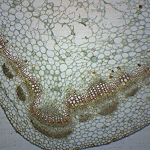 Herbaceous & Woody Stems, Cross Section - Prepared Microscope Slide - 75 x 25mm - Biology & Microscopy - Eisco Labs