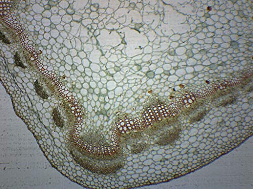 Herbaceous & Woody Stems, Cross Section - Prepared Microscope Slide - 75 x 25mm - Biology & Microscopy - Eisco Labs