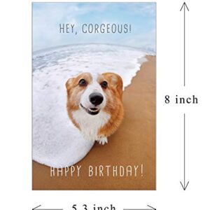 Maplelon Corgi Birthday Card, Corgeous Dog Bday Card for Husband Boyfriend Friend Corgi Lover, Funny Card