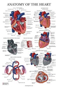 palace learning heart anatomy poster - laminated - anatomical chart of the human heart - 18" x 24"