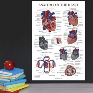 Palace Learning Heart Anatomy Poster - LAMINATED - Anatomical Chart of the Human Heart - 18" x 24"